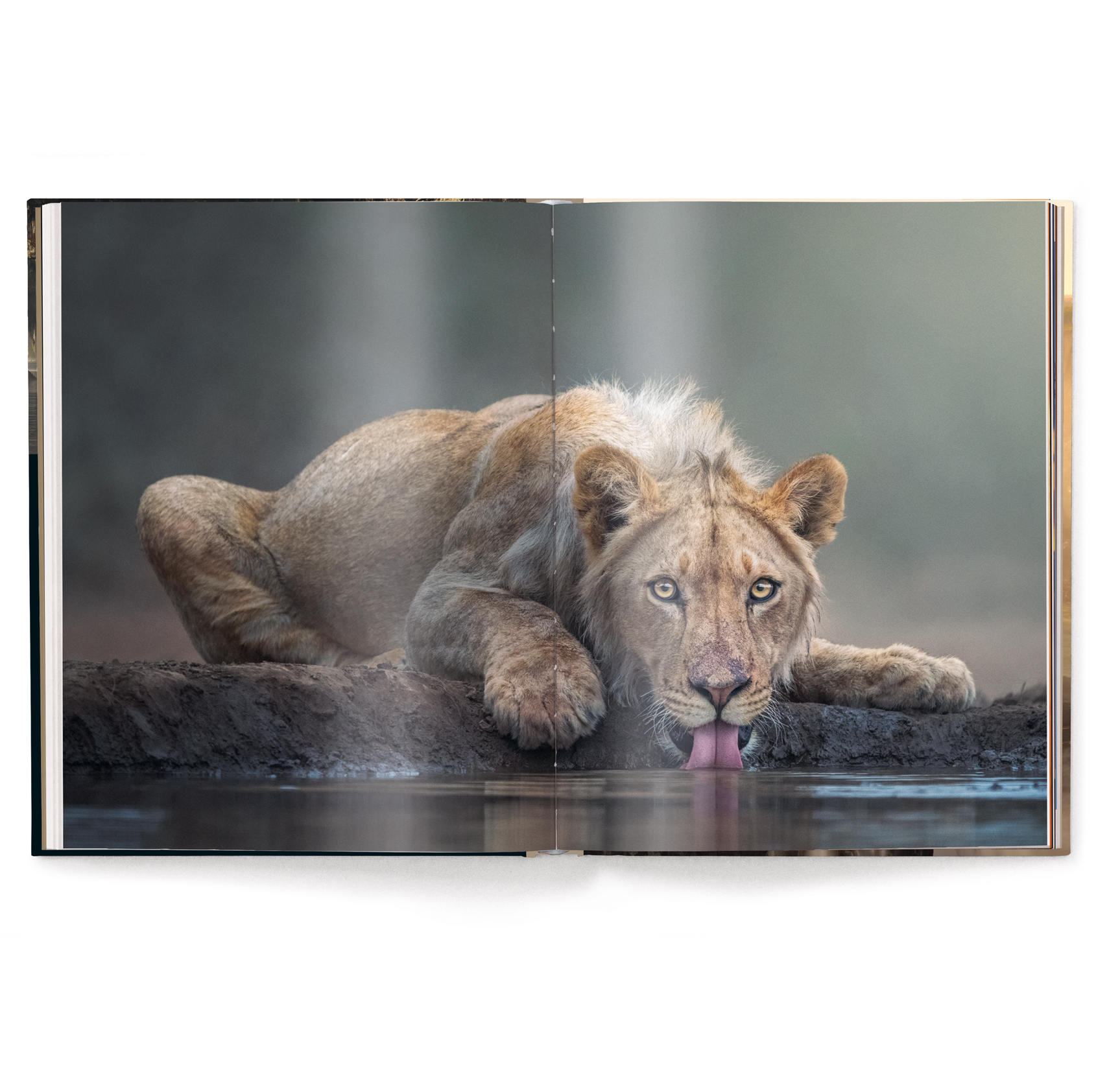 Mother: A Tribute to Mother Earth