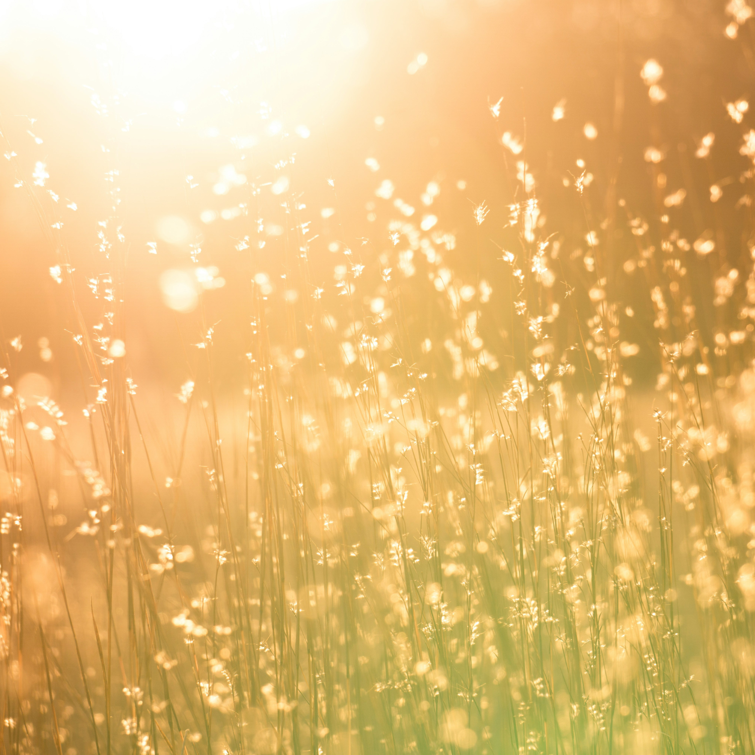 Halo Eau De Parfum 30ml