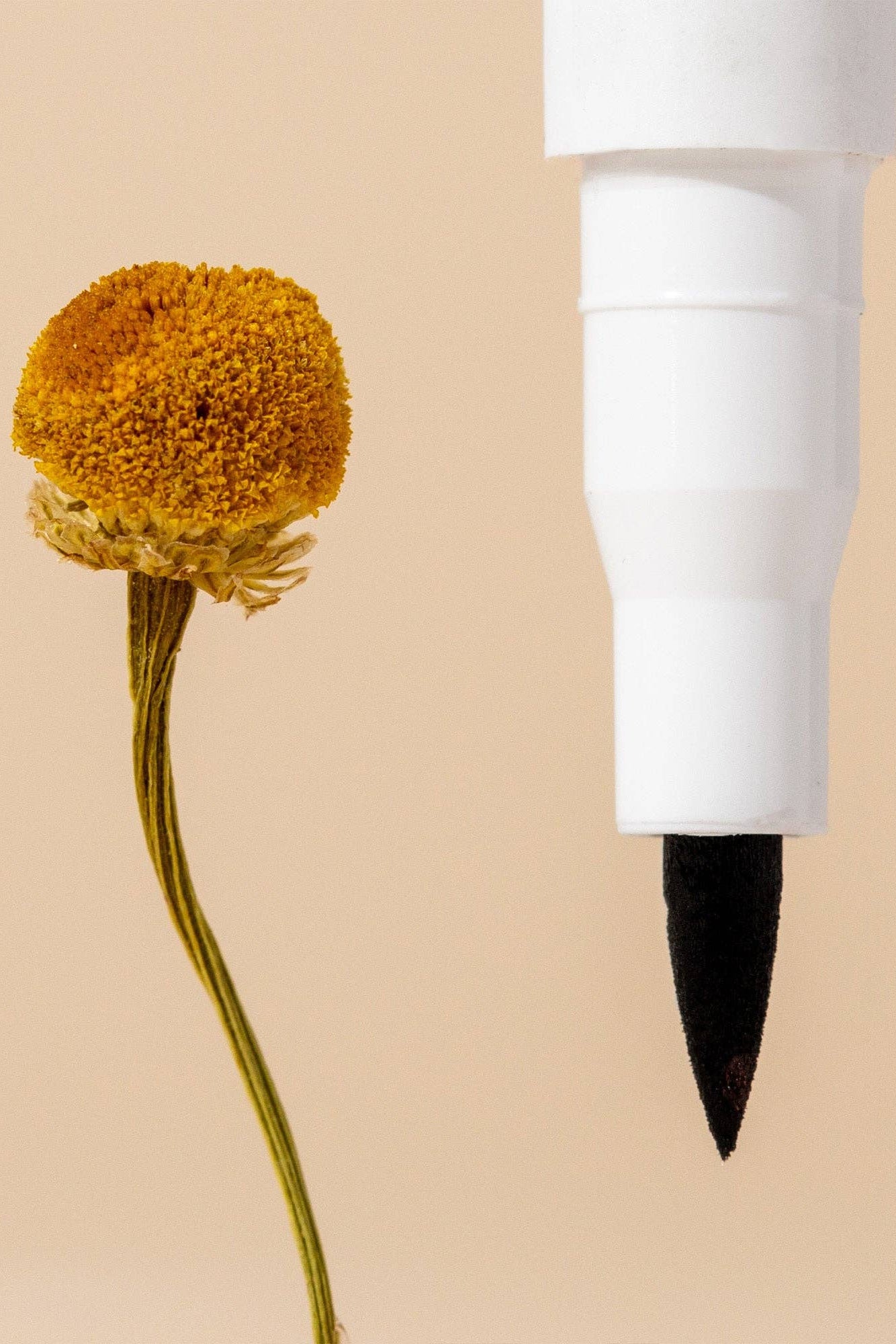 White cosmetic pencil with a black tip next to a dried marigold flower on a beige background