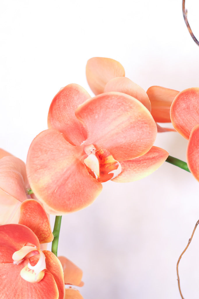 Close-up of peach-orange orchid flowers with green stems against a soft white background.
