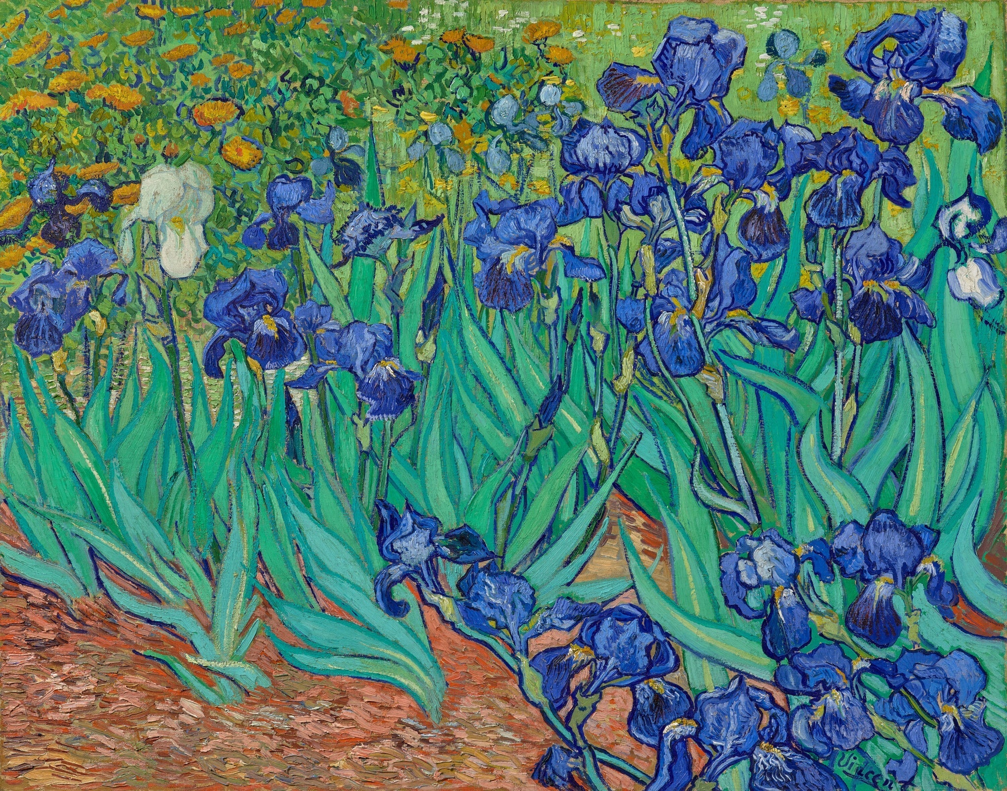 Famous painting of blue irises with green leaves and a blurred background