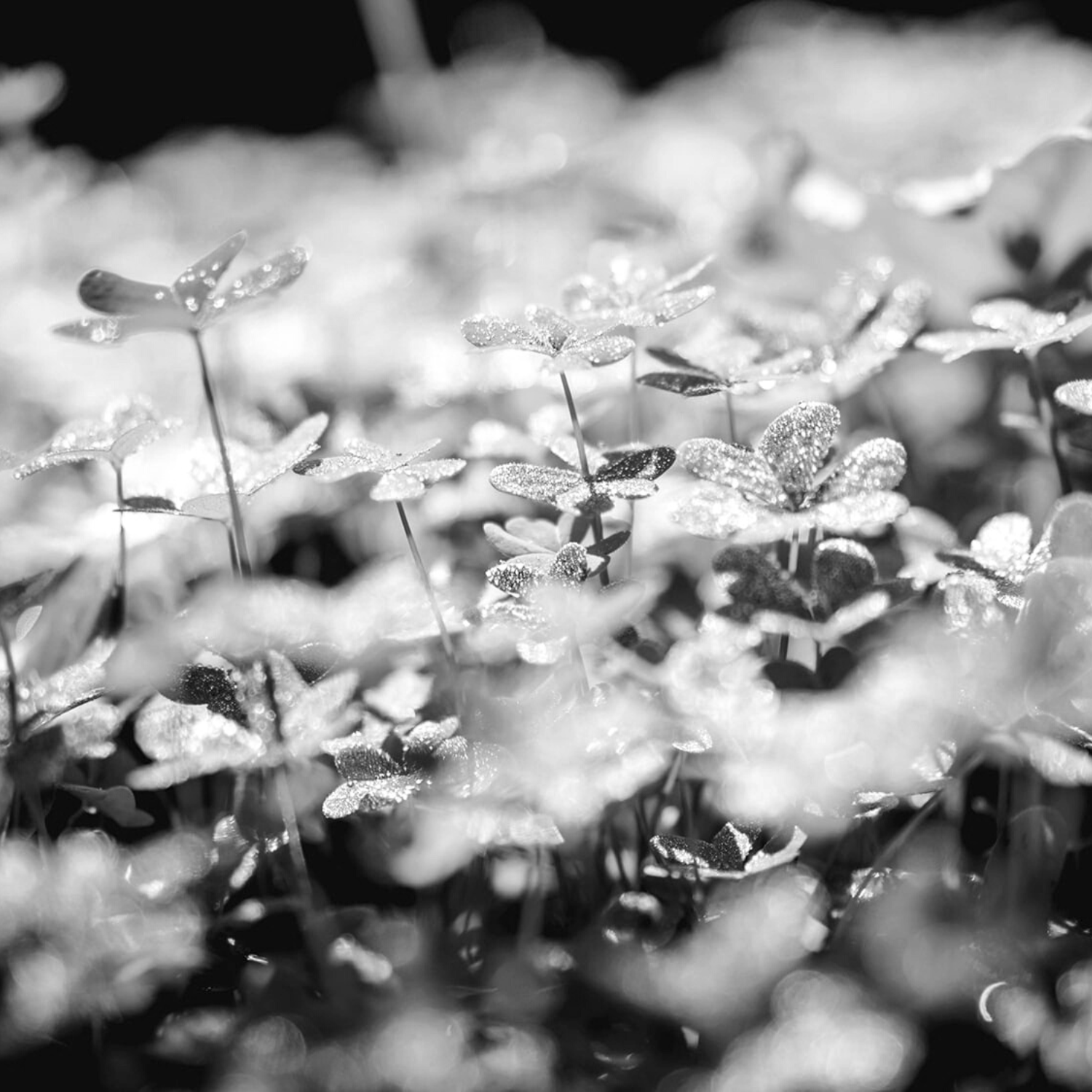 Detox for Socks & Smalls 200ml