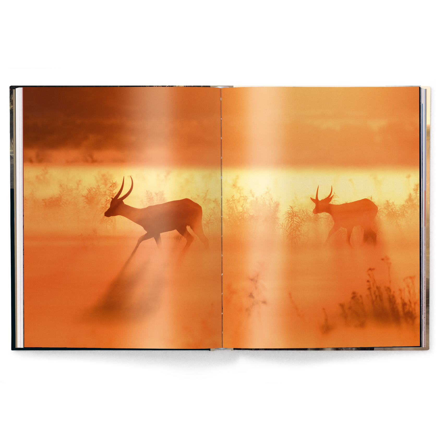 Mother: A Tribute to Mother Earth