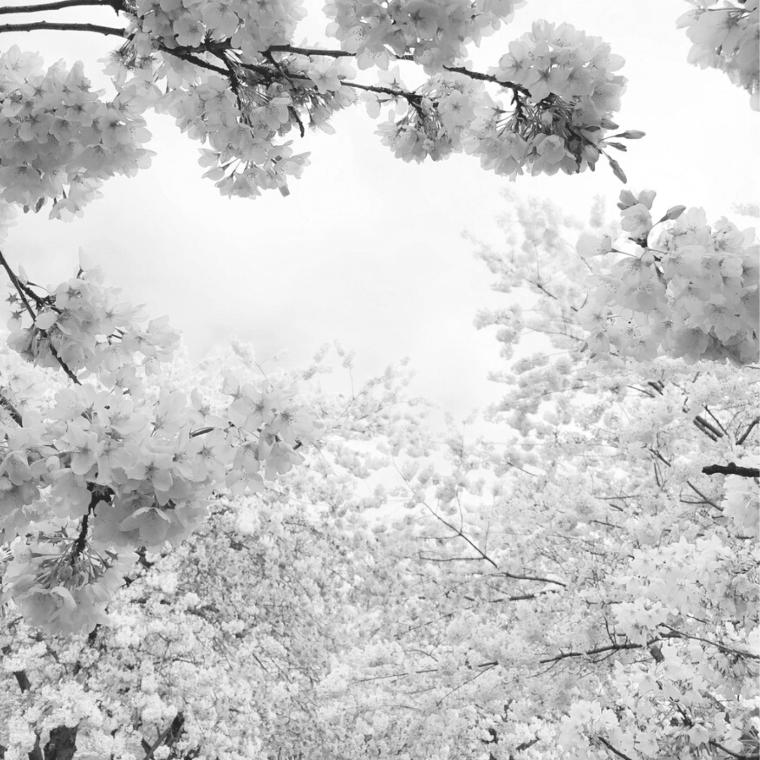 Freedom Eau De Parfum 30ml