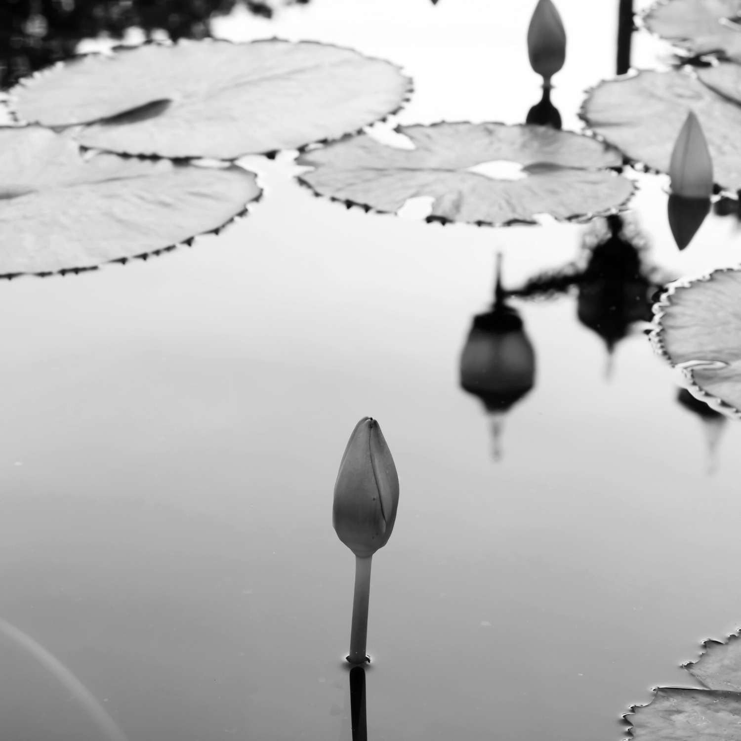 Waterflower Laundry Drops 15ml