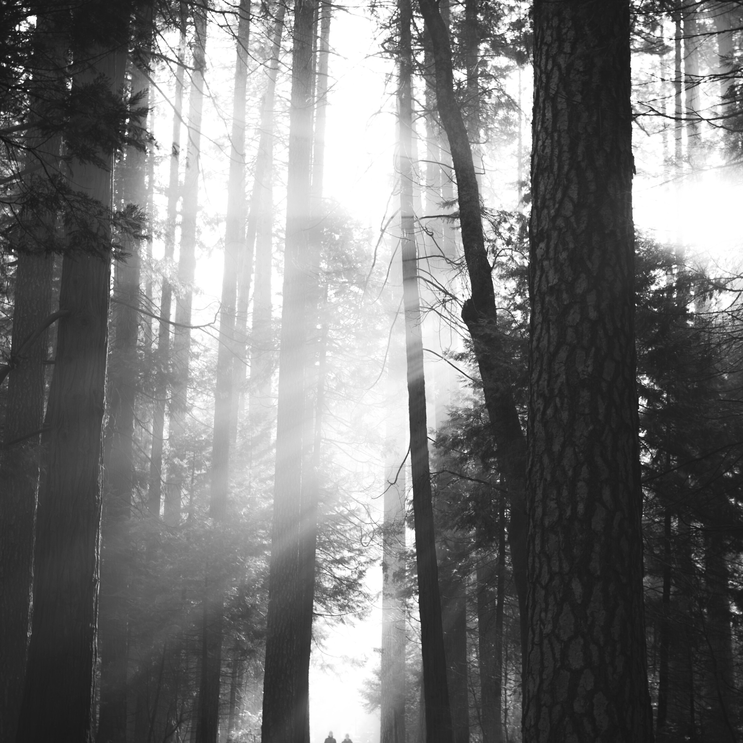 Forest Bathing Purifying Room Spray 100ml