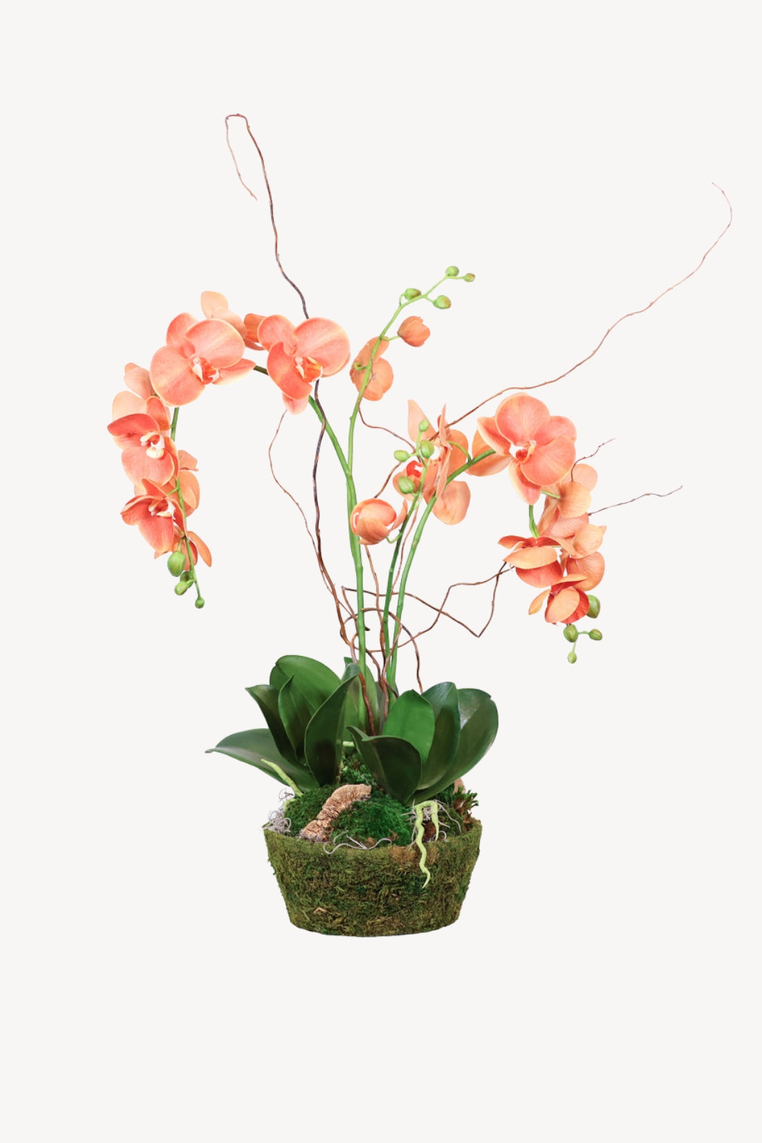 Double Coral Phalaenopsis Orchid Drop In