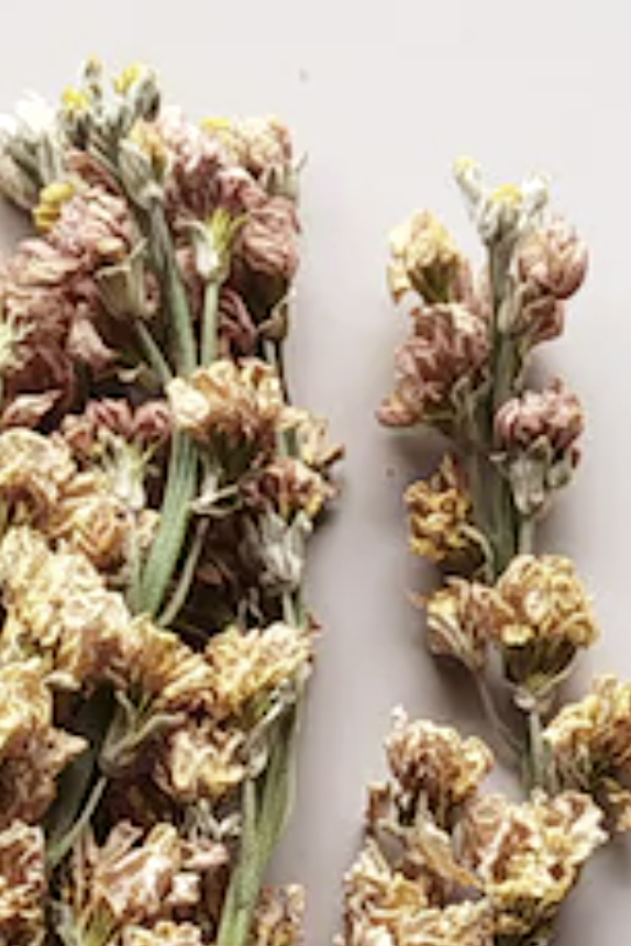 Dried lavender flowers on a light background